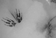 Tattoozicke
