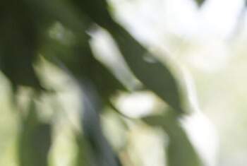 DavinaDevil - Profilbild