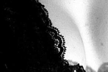WetPussie - Profilbild