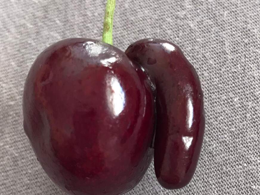 Secret-Jasmin - Bolg