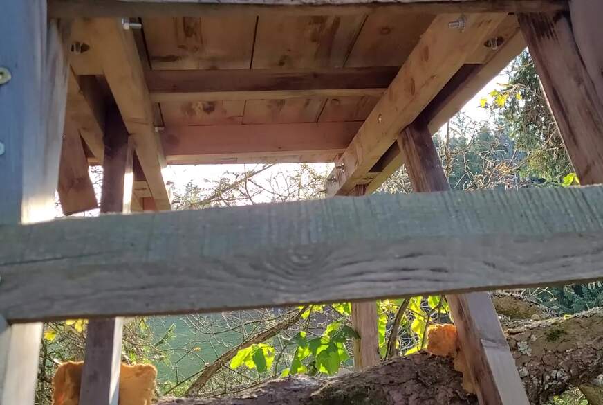 SexySuesse: S*****t outdoor auf meinen A***h nach dem Sex im geheimen Baumhaus