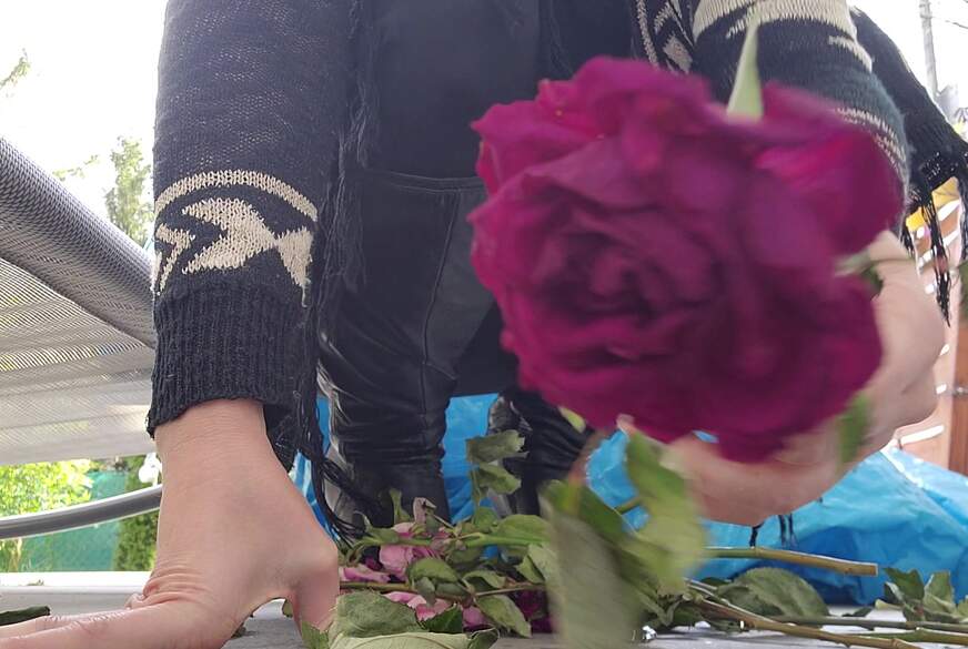 Domina zerstört Rosen T*******g von SexySuesse pic2