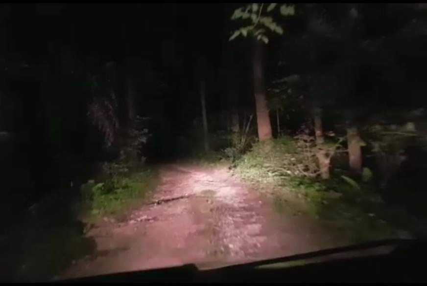 Im Wald g*****t von saltnpepper