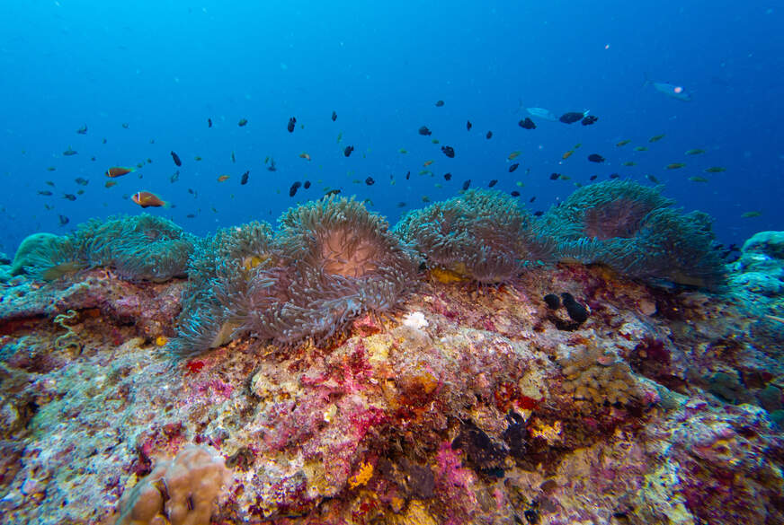 test-paar42: Testvideo