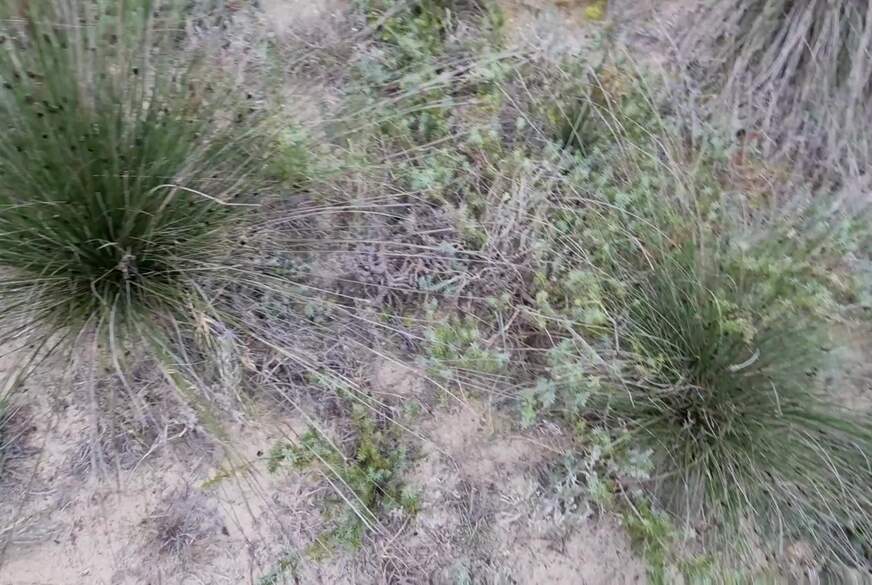 Lisa-s**k: Megakranker B**splace hinterm Strand g*****t und vollg*********t