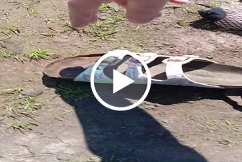 Du stehst auf Birkenstocks ich gehe mit ihn raus