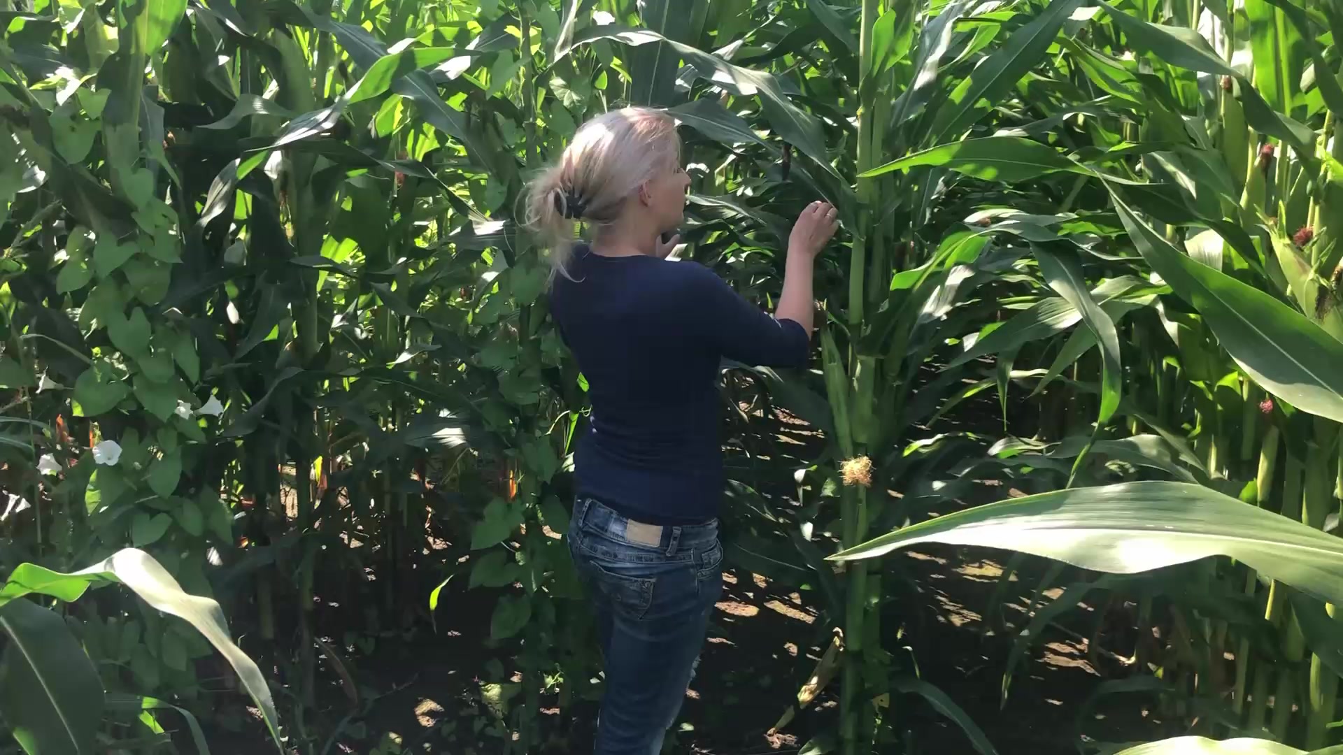 viel mehr als im Videotitel gibt es gar nicht zu sagen..... Wollte mir ein Paar leckere Maiskolben zum Grillen im Feld stibitzen, da hat der Bauer mich erwischt... Hab Ihm dann seinen Kolben abgeblasen bis er mir eine riesen Ladung seiner Bauernsahne in den Mund gerotzt hat. Glaub sowas bekommt der daheim von seiner Frau nicht so schnell wie er gespritzt hat.....