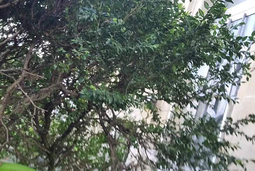 MissMistress: mega ns im vorgarten