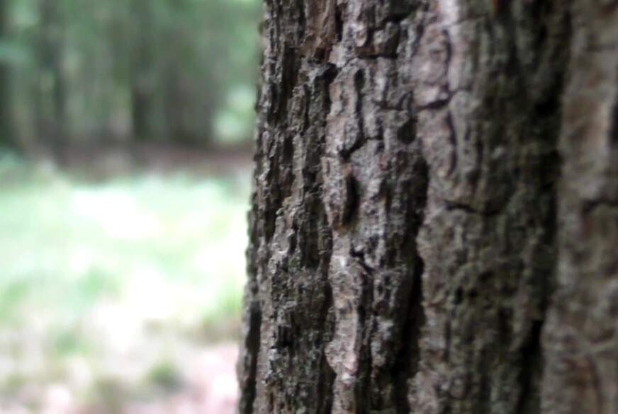 Bigm**a2004: Voyeur im Wald